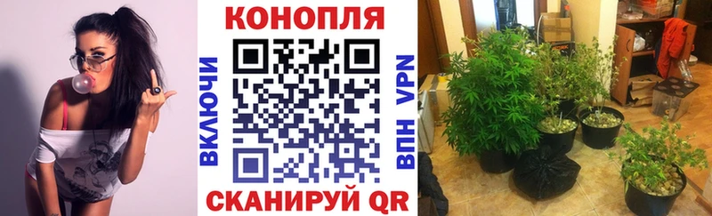 как найти закладки  Кириллов  Конопля VHQ 